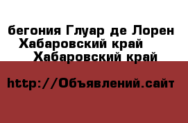 бегония Глуар де Лорен - Хабаровский край  »    . Хабаровский край